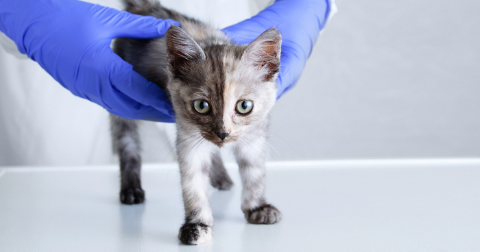 Grab a Towel and Your Wetsuit! Barium Enemas and Fluid Therapy in Feline Patients